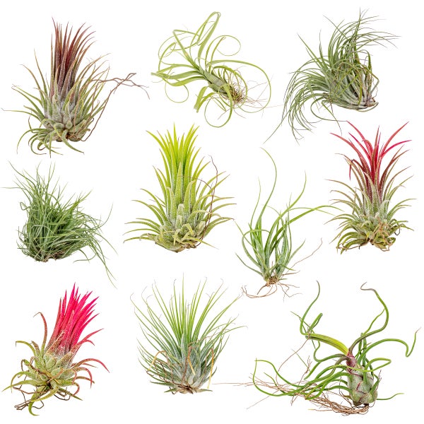 10x Tillandsia Mix - Luftpflanzen - Zimmerpflanze - Pflegefreundlich