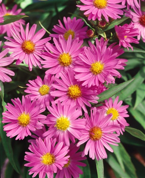 Aster novi-belgii 'Terry's Pride', Herbstaster, violett, ca. 9x9 cm Topf