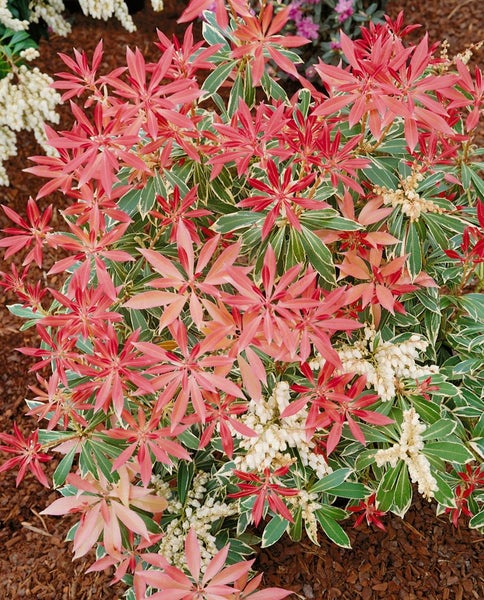 Pieris japonica 'Flaming Silver', Japanische Lavendelheide, 30–40 cm