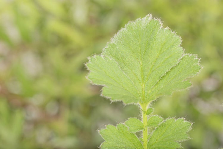 Geum chiloense 'Goldball', Nelkenwurz, leuchtend gelb, ca. 9x9 cm Topf