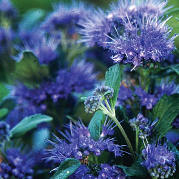 Detailaufnahme einer Bartblume