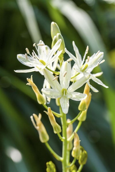 Camassia leichtlinii 'Alba', Prärielilie, weiß, ca. 11x11 cm Topf