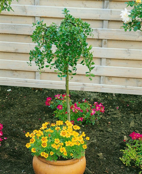Salix simulatrix, 40 cm Stammhöhe