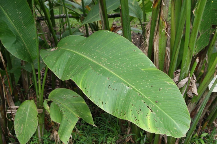 SAFLAX Garden to go - Kenia-Banane - Musa velutina - 8 Samen - Mit Topf, Klima - Deckel und Anzuchtsubstrat