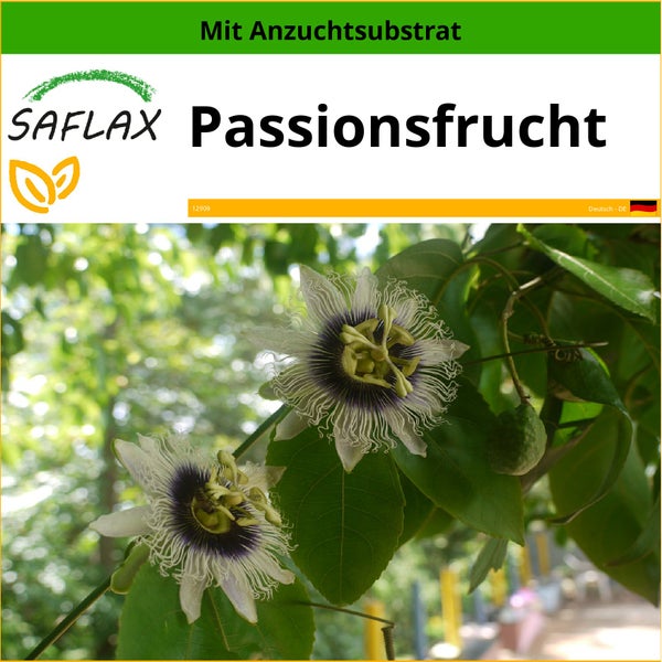 SAFLAX  - Passionsfrucht - Passiflora edulis - 40 Samen - Mit keimfreiem Anzuchtsubstrat
