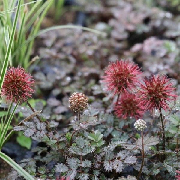 Blutströpfchen Pflanze im Garten