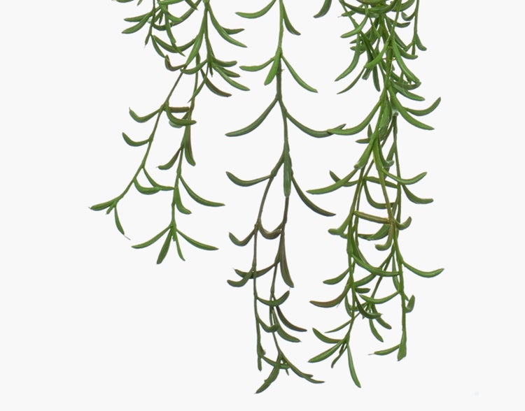 Hängende Zimmerpflanze Senecio radicans in schwarzem Kunststofftopf mit Juteseil.