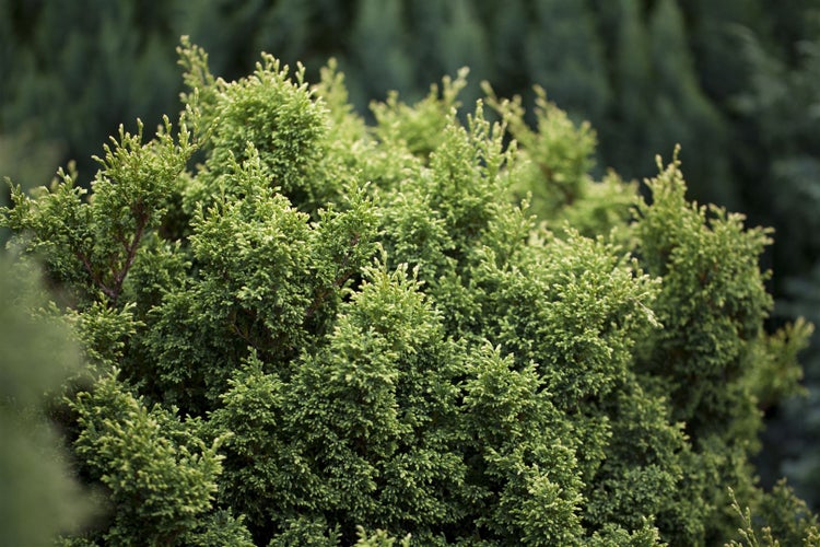 Chamaecyparis pisifera 'Plumosa Compressa', Zwerg-Scheinzypresse, 15–20 cm