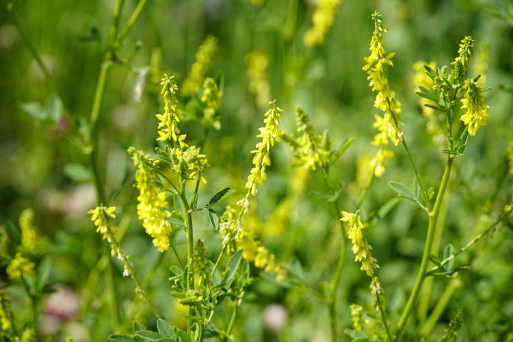 SAFLAX Garden to go - Steinklee - Melilotus officinalis - 250 Samen - Mit Topf, Klima - Deckel und Anzuchtsubstrat