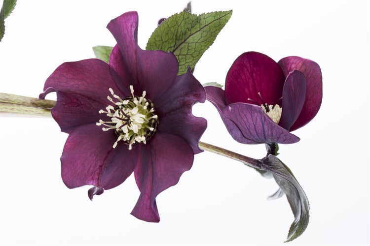 Helleborus orientalis, Lenzrose, cremeweiß, ca. 11x11 cm Topf
