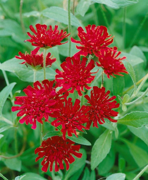 Knautia macedonica, Purpur-Witwenblume, purpurrot, ca. 9x9 cm Topf