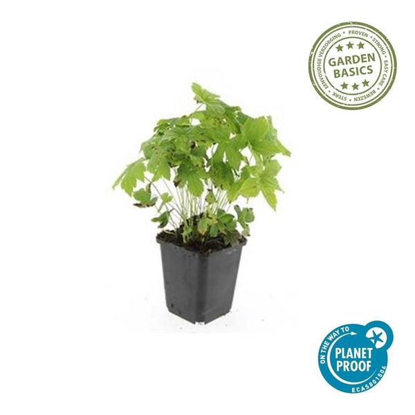 Bodendecker - Knotiger Storchschnabel - Geranium nodosum - 9cm Topf - Set mit 6 Pflanzen