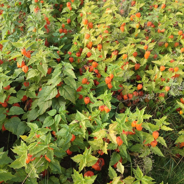 Japanischer Ahorn mit roten Blättern vor blauem Himmel