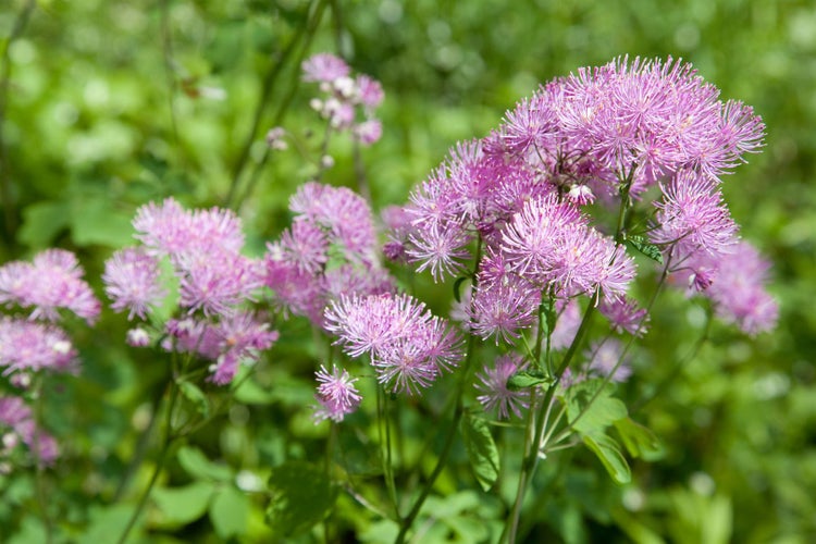 Thalictrum aquilegifolium 'Purpureum', Akeleiblättrige Wiesenraute, ca. 9x9 cm Topf