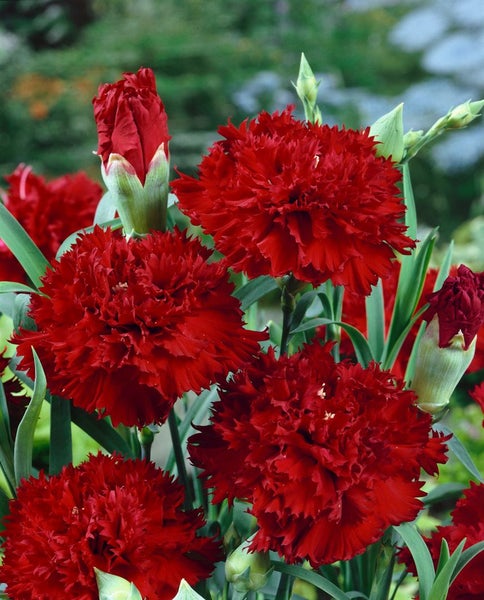 Dianthus gratianop. 'Rubin', Nelke, rubinrot, ca. 9x9 cm Topf