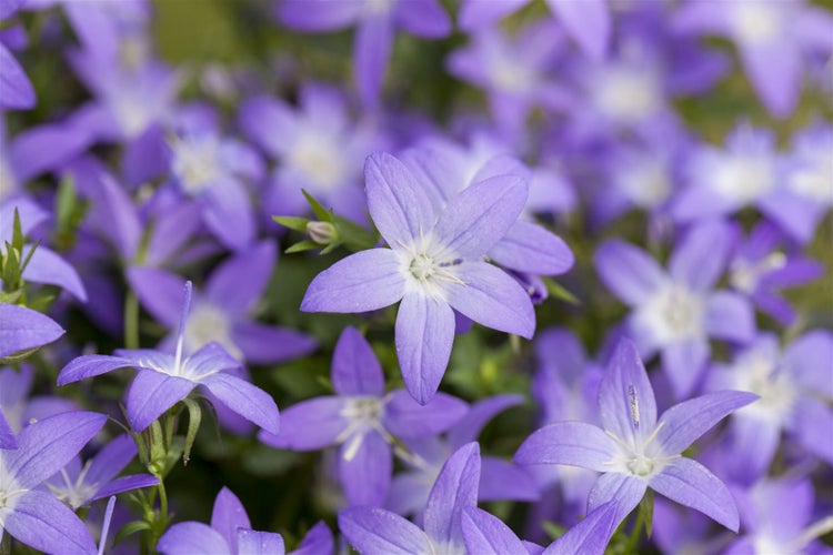 Campanula garganica, Glockenblume, blau, ca. 9x9 cm Topf