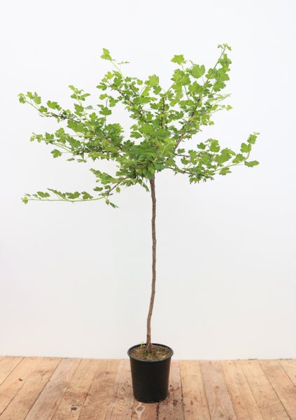Ribes uva-crispa 'Hinnonmäki gelb', Stachelbeere, gelb, 90 cm Stammhöhe