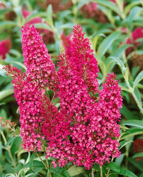 Buddleja davidii 'Summer Beauty', Schmetterlingsflieder, rosa, 80–100 cm
