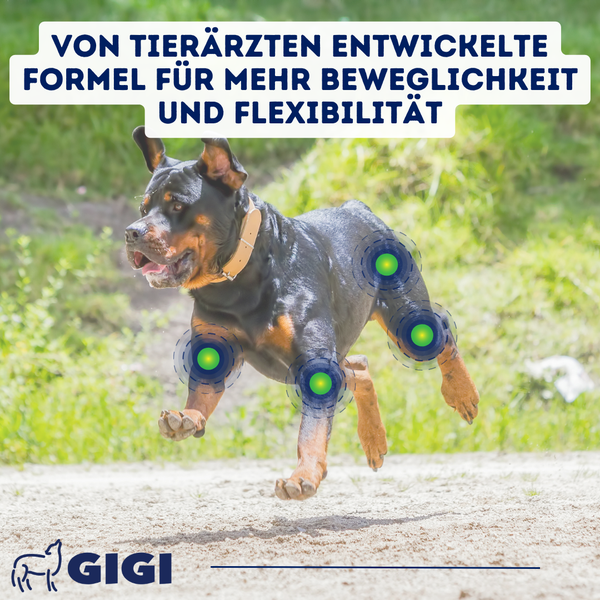 Ein Rottweiler läuft auf einer Wiese. Die Gelenke des Hundes sind hervorgehoben. Gigi Logo.