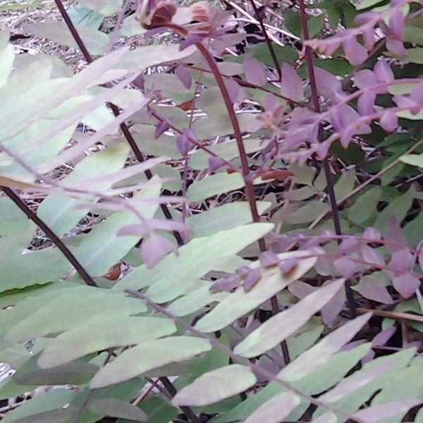 Nahaufnahme von Farnblättern und -stängeln