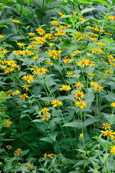 Heliopsis helianthoides 'Summer Nights', Sonnenauge, gelb, ca. 11x11 cm Topf