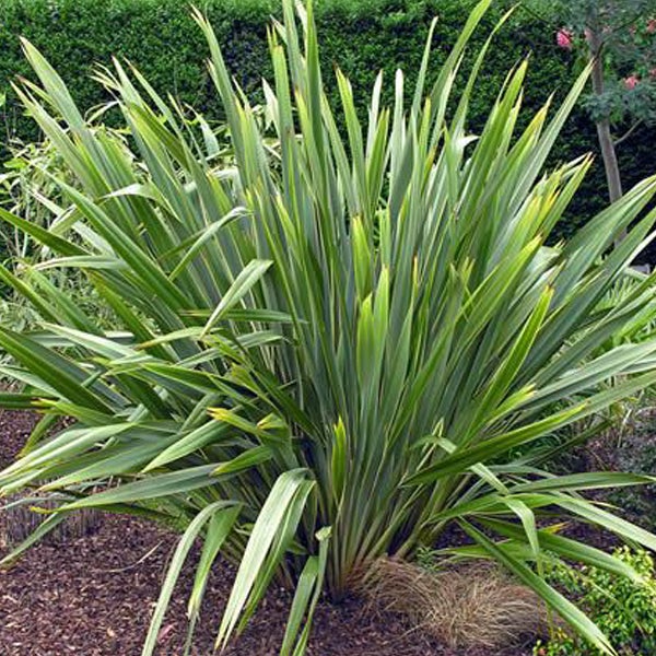 Neuseeländischer Flachs im Gartenbeet