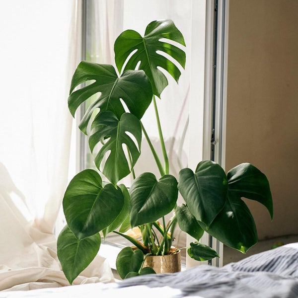 Monstera Deliciosa Fensterblatt, pflegeleichte luftreinigende Zimmerpflanze, Höhe 70–80 cm, Topf 19–21 cm