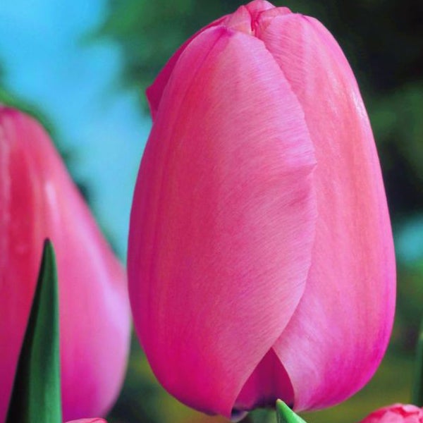 Nahaufnahme einer einzelnen rosa Tulpenblüte