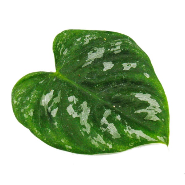 Ausgefallene Rankpflanze am Moosstab Philodendron brandtianum 'Silver' Silberner Baumfreund ca. 80cm hoch 16cm Topf