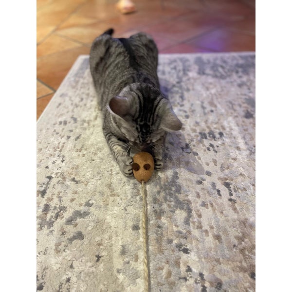 Katze spielt mit einer hölzernen Spielzeugmaus auf einem gemusterten Teppich.