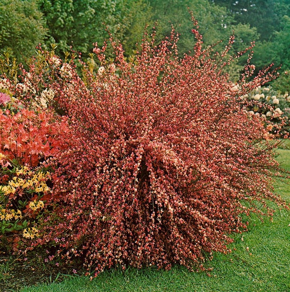 Cytisus praecox 'Hollandia', Besenginster, rosa Blüten, 40–60 cm