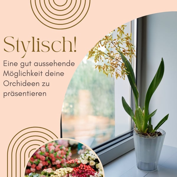 Stilvolle Präsentation einer Orchidee in einem durchsichtigen Topf am Fenster