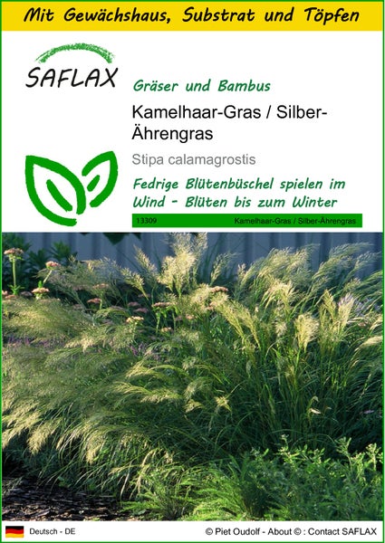 SAFLAX Anzucht Set - Kamelhaar-Gras / Silber-Ährengras - Stipa calamagrostis - 50 Samen - Mit Mini-Gewächshaus, Anzuchtsubstrat und 2 Töpfen