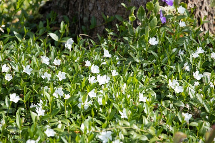 Vinca minor 'Alba', Immergrün, weiß, ca. 9x9 cm Topf