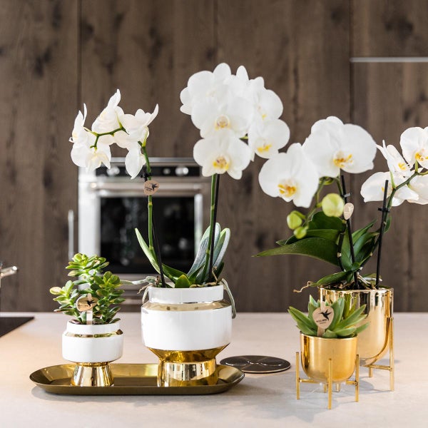 Kolibri Greens Rhipsalis Satz von 2 Pflanzen in Gold Le Chic dekorative Töpfe Keramik Topf Größe 9cm