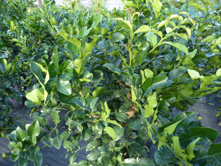 Citrus Hystrix Papeda Combava 180 cm Kaffirlimette Kaffernlimette Zitruspflanze