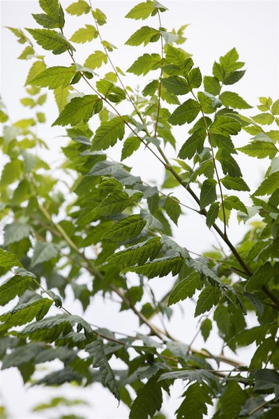 Koelreuteria paniculata, Blasenbaum, 60–80 cm