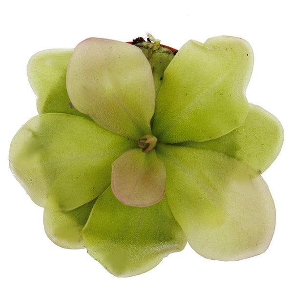Fleischfressende Pflanze - Maya-Fettkraut - Pinguicula spec. Guatemala - 9cm Topf