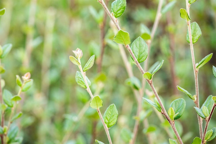 Cotoneaster dielsianus, Zierquitte, 60–100 cm