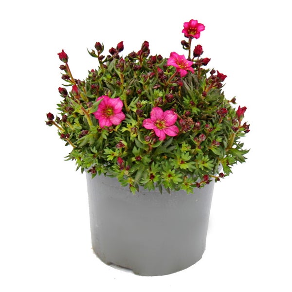 Moos-Steinbrech Pflanze - Saxifraga arendsii - rot und weiss blühend - 12cm - Set mit 6 Pflanzen