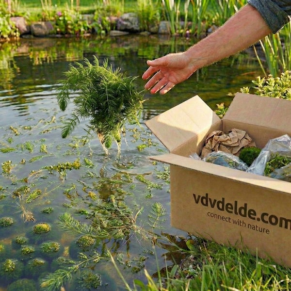 Eine Person setzt Wasserpflanzen aus einem Versandkarton mit vdvdelde.com Logo in einen bepflanzten Gartenteich ein.