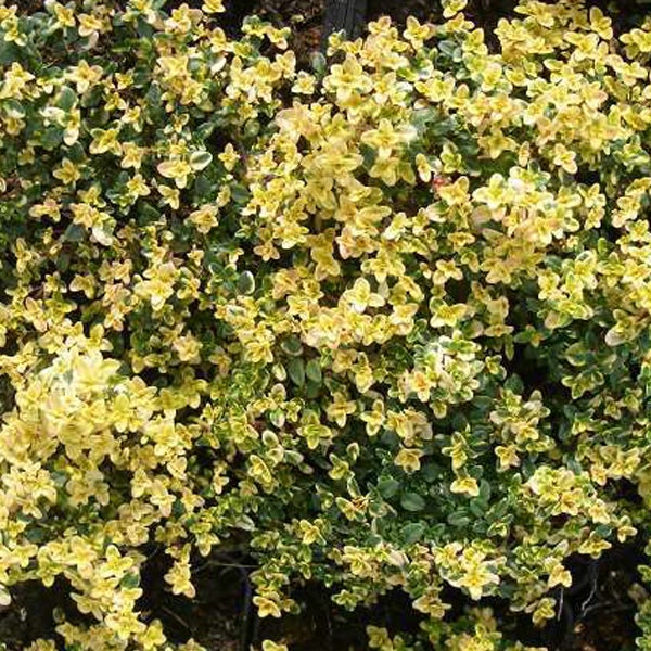 Thymianpflanze mit Blättern