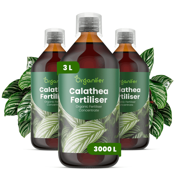 Drei Flaschen Organifer Calathea-Dünger, organisches Düngerkonzentrat, 3 Liter Inhalt für 3000 Liter Gießwasser, mit Calathea-Blättern.