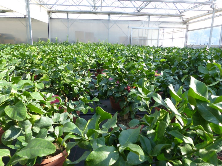 Zahlreiche Zitruspflanzen in Töpfen in einem hellen, organisierten Gewächshaus.