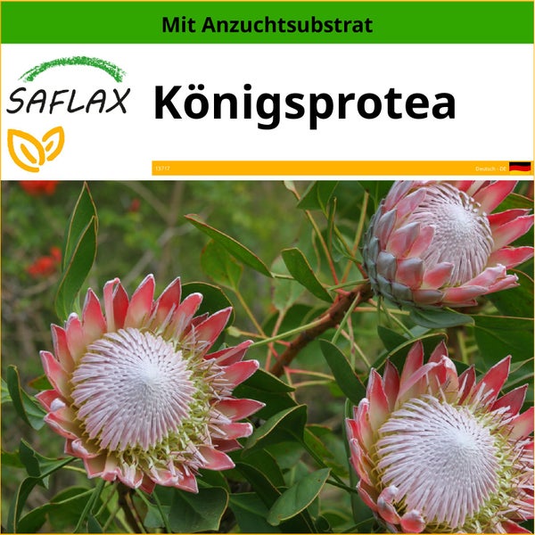 SAFLAX  - Königsprotea - Protea cynaroides - 5 Samen - Mit keimfreiem Anzuchtsubstrat