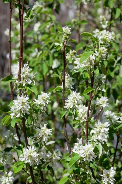 Amelanchier alnifolia 'Obelisk', Felsenbirne, 100–125 cm