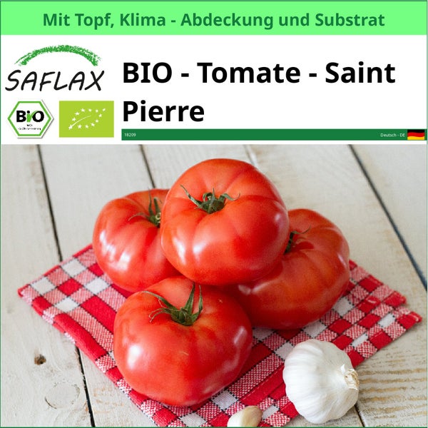 Saflax Bio Saint Pierre Tomate mit Topf, Klimaabdeckung und Substrat auf einem rot-weiß karierten Tuch mit Knoblauch