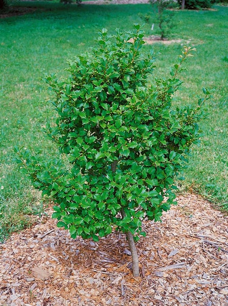 Ilex crenata 'Green Lustre', Japanische Stechpalme, immergrün, 20–25 cm