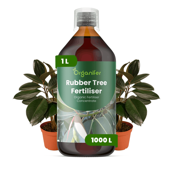 Flasche Organifer Gummibaumdünger, 1 Liter organisches Düngerkonzentrat für bis zu 1000 Liter, zwei Gummibäume in Töpfen im Hintergrund.