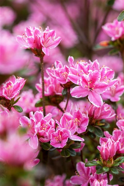 Rhododendron obt. 'Kermesina Rose', rosa Blüten, 30–40 cm